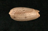 藏品(榧螺)的圖片